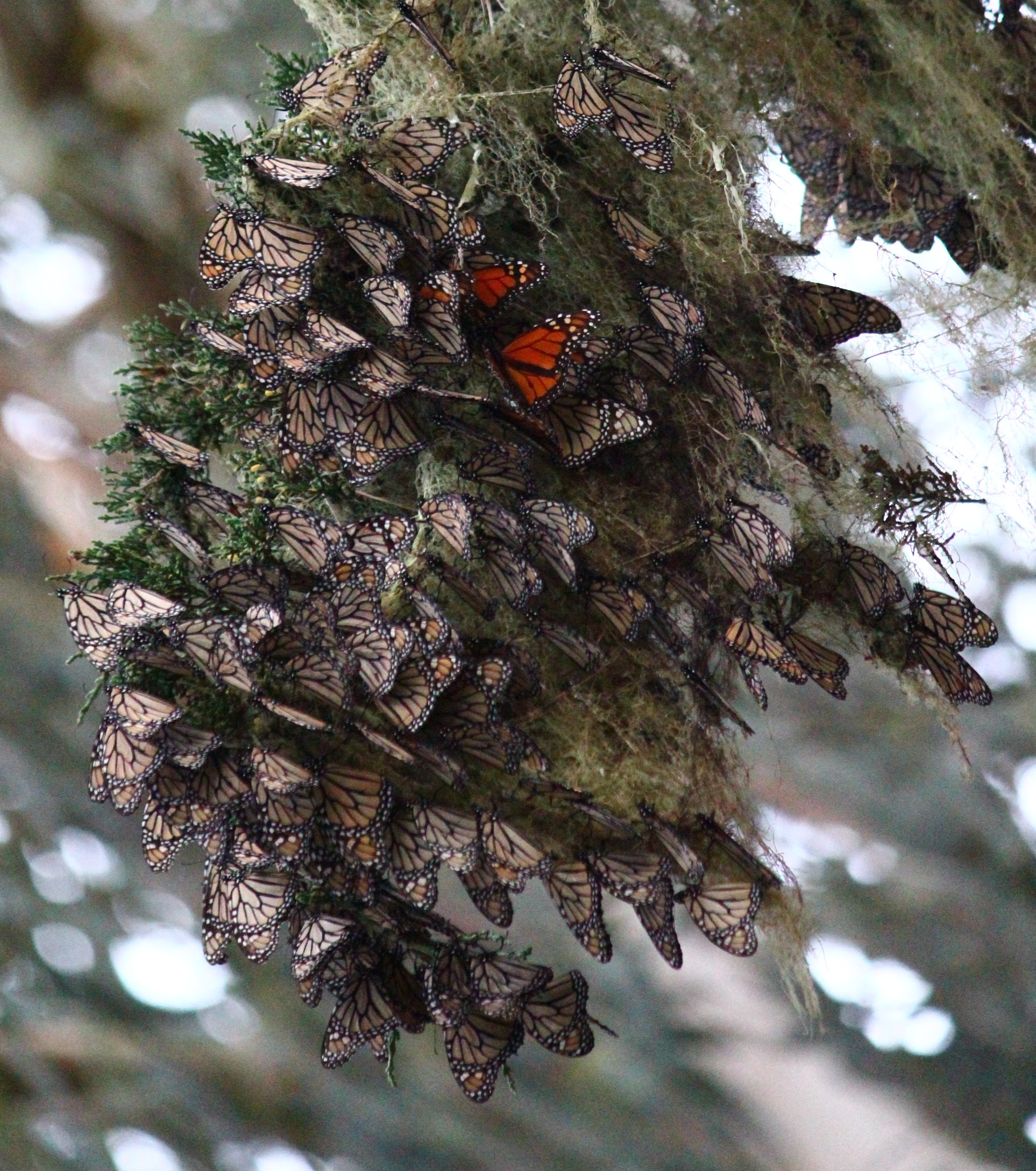 Monarchs roosting in a cypress tree