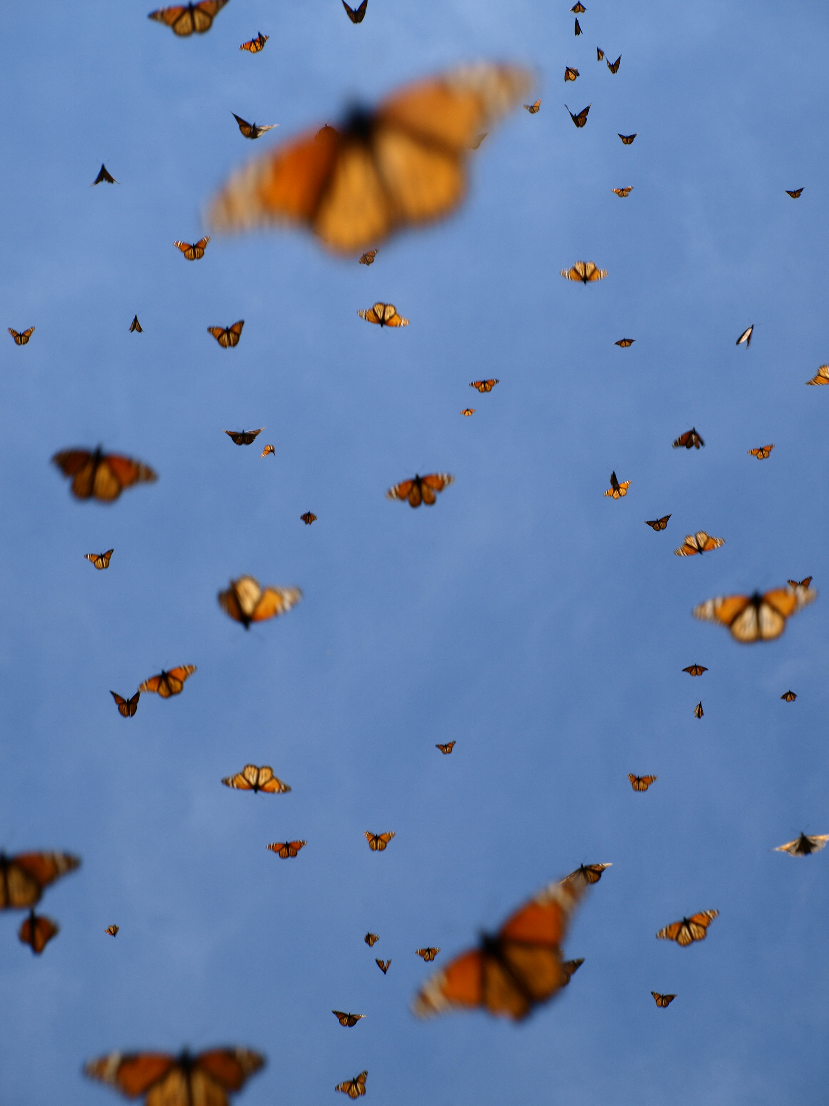 Monarchs flying in Mexican Sky