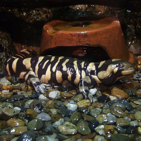 599px-Ambystoma_tigrinum_mavortium