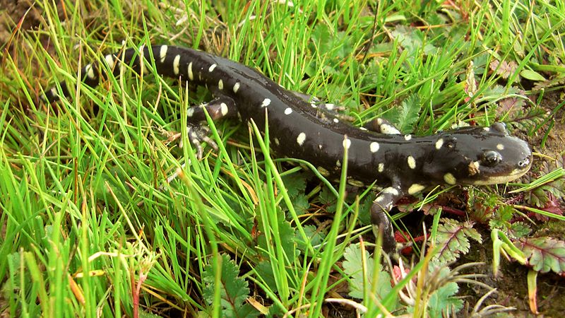 800px-California_Tiger_Salamander