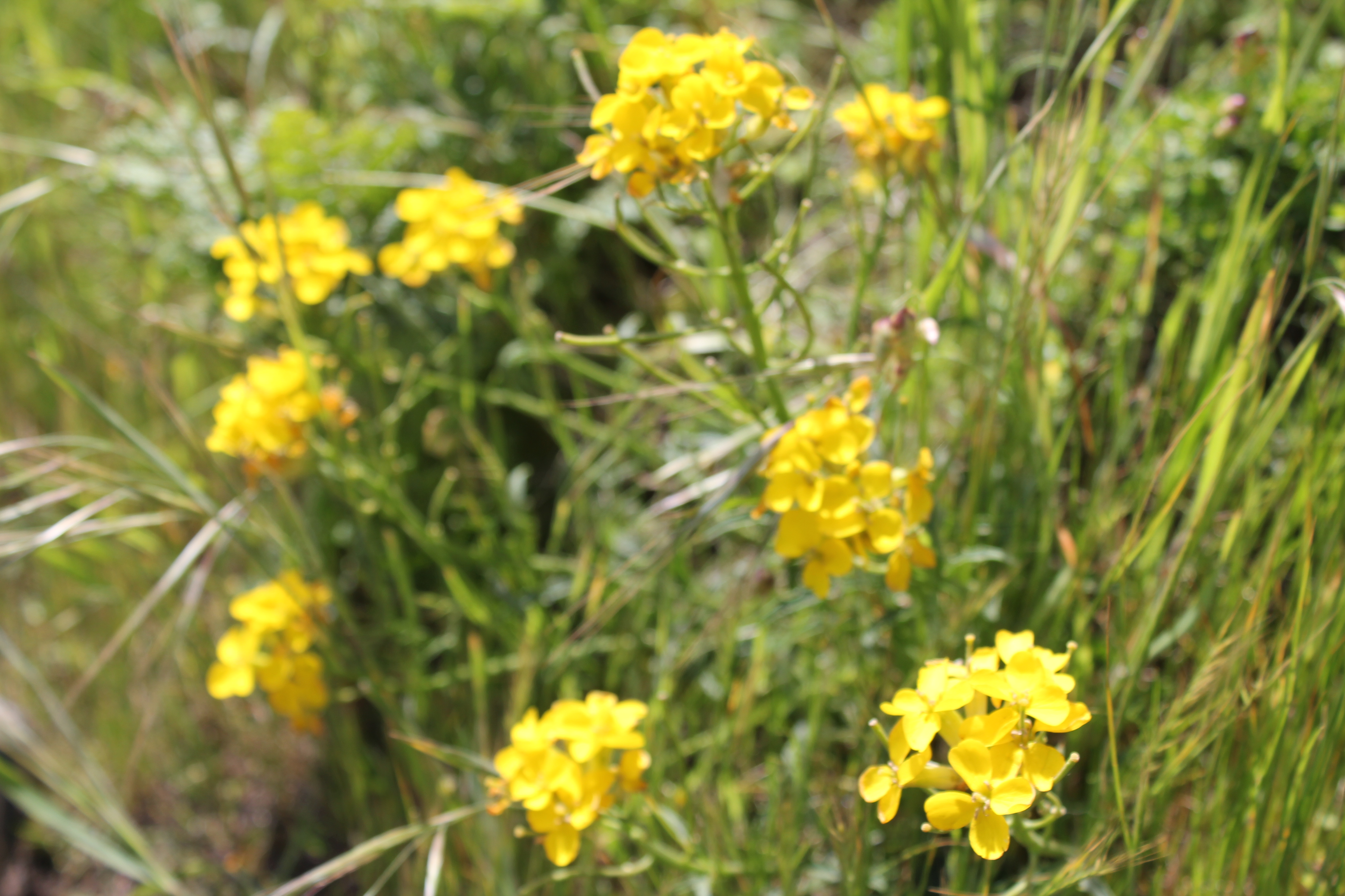 Franciscan wallflowers ((Erysimum franciscanum)