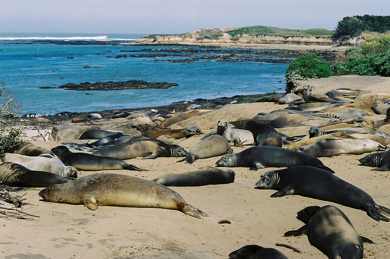 The beach at Ano Nuevo during the 2004 molt. Photo by Wikimedia user MonicaSP54.