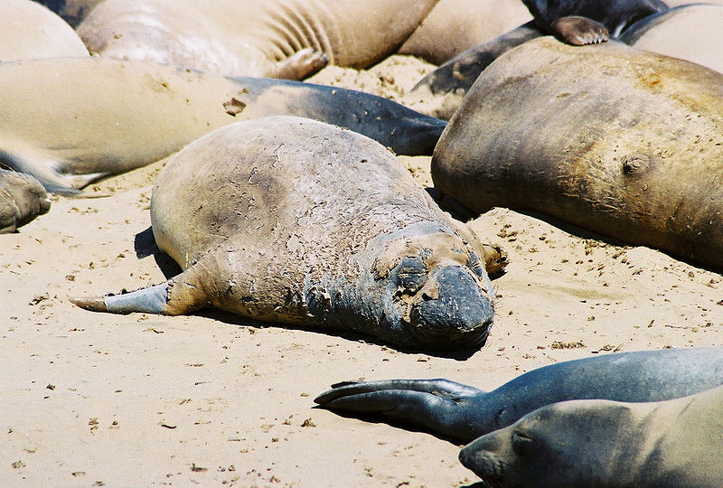 It's not pretty. An elephant seal molts at Ano Nuevo State Park. Photo by Wikimedia user MonicaSP54.