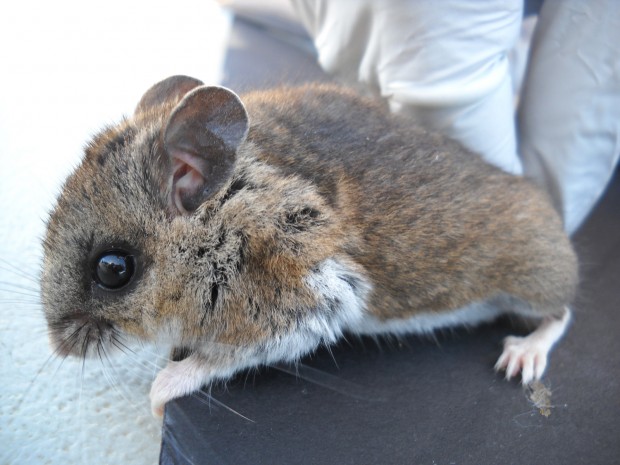 I personally find it impossible to believe anything as cute as this deer mouse poops at all. Photo credit: Chris Kilonzo