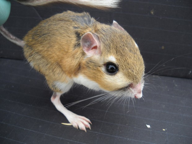 It's called a kangaroo rat because you just want to cuddle it up and carry it around in your pocket all day. I mean, I think that's why. Photo credit: Chris Kilonzo