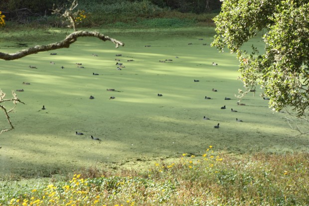 Ducks feeding in Pinto Lake/photo by Patricia Waldron