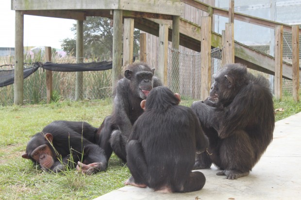 Jude, Gogi, Gabe and Vicky socializing at the sanctuary (Photo courtesy of Save the Chimps)