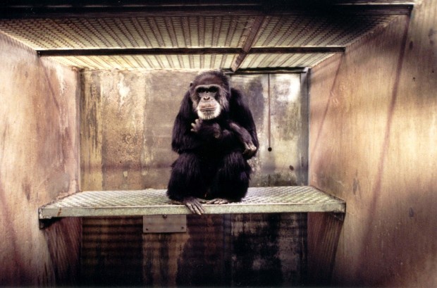 Carlos in his cage at the Coulston Foundation (Photo courtesy of Save the Chimps)