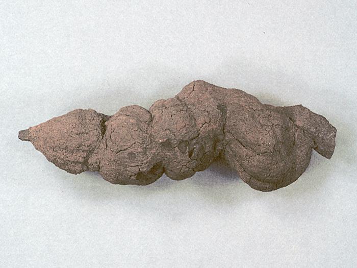 fossilized feces