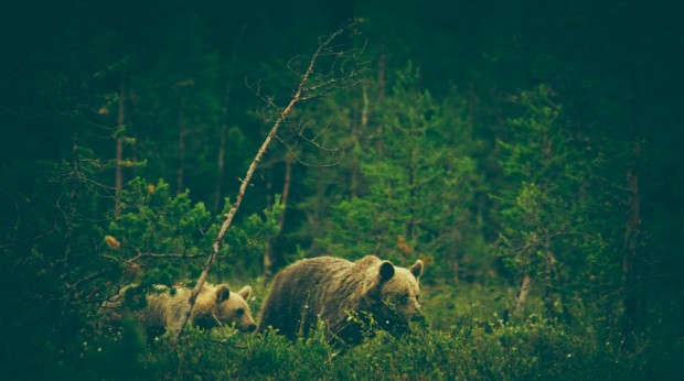 Foraging brown bears