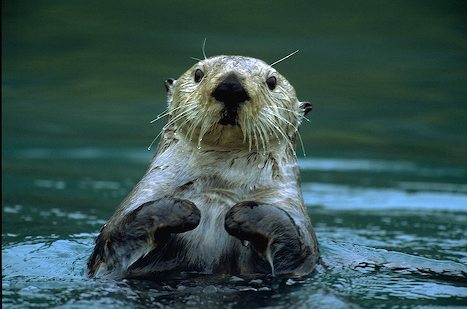 A sea otter in Prince William Sound, Alaska. (Photo by Laura R)