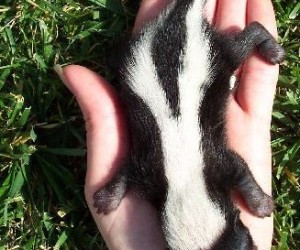 Baby skunk, courtesy Wikimedia Commons