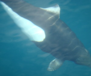 Dall's porpoises can be found off the coast of Southern California. Perhaps they are responsible for getting the beloved Mary Poppins star?