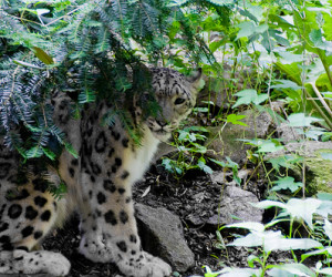 Snow Leopard at the Bronx Zoo. Credit: joshbousel on Flickr.com