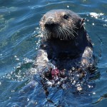 Sea otter death….and life!