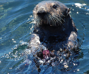 Sea otter with urchin Credit: matt knoth (Flickr)