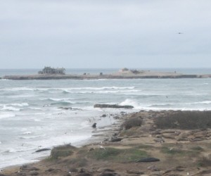 Researchers and conservationists are giving some seabirds and extreme home makeover on Año Nuevo Island (photo: Erin Loury)