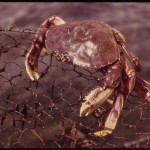 Crabs Galore: From Fisherman to Pulsars