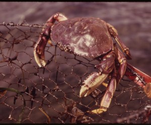 Dungeness crab. Photo from National Archives and Records Administration (via wikimedia commons)