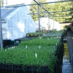 Plants on a Hot Green Roof