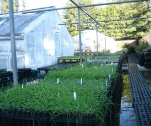 Rows of native plants at the Thimann Lab greenhouse, grown for coastal prairire restoration (photo: E. Loury)