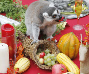 Keep your tail off the table! A lemur enjoys some fruit while committing a feast faux pas. Photo courtesy of Susan Schafer