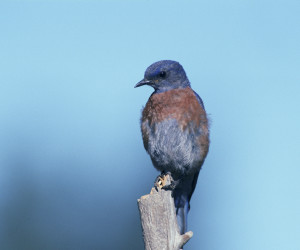 Western bluebird perched on bare branch. Photo Credit: Wikimedia Commons