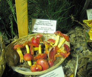 Mushrooms are the main attraction all weekend long at the Santa Cruz Fungus Fair (photo: E. Loury)