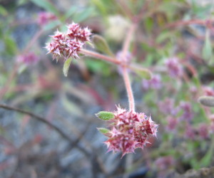 Though naturally rare and found only in the Santa Cruz sandhills, the Santa Cruz spineflower (Chorizanthe pungens var. hartwegiana) carpets the ground where it grows 