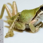 What zombie snails and teenage mutant frogs tell us about ecosystems