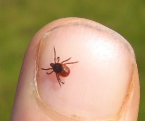 A deer tick on a fingernail
Copyright Stuart Meek, Creative Commons License