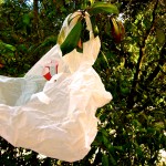 What’s in the Bag?