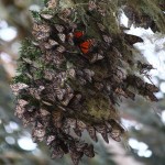 Two migrations, both alike in dignity (and genetic fingerprints)