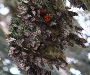 Monarchs roosting in a cypress tree