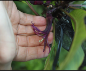 Clermontia montis-loa is a Hawaiian plant that has lost its native pollinator. Photo courtesy: Clare Aslan.