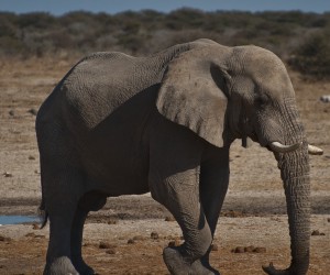 Say what? An elephant uses its feet and trunk to listen to seismic sound
Photo credit: O'Connell & Rodwell