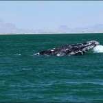 Gray whales again, for the first time