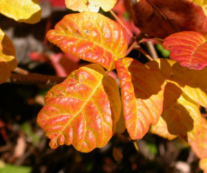 Beautiful leaves of three, covered with greasy urushiol just waiting for you to walk on by.