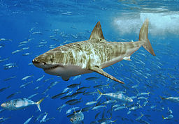 Great white shark off Isla Guadalupe, Mexico in 2006. Photo by Terry Goss.