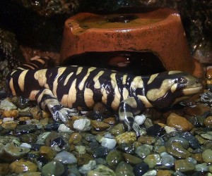 599px-Ambystoma_tigrinum_mavortium