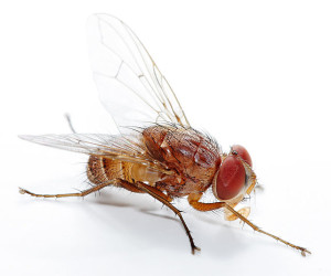 Flies that wiggle in dead bodies can give forensic scientists clues to pinpoint time of death. Photo courtesy: Fir0002/Flagstaffotos