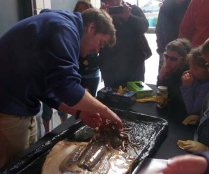 Patrick Daniel, of Squids4Kids, dissects a Humboldt squid at the 2012 Bay Area Science Festival. Photo by Ken Baltz