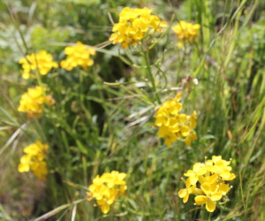 Franciscan wallflowers ((Erysimum franciscanum)