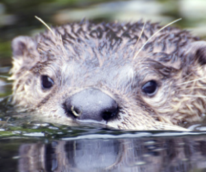 River otters are making a strong comeback in Bay Area waters. Photo credit: Paola Bouley, River Otter Ecology Project