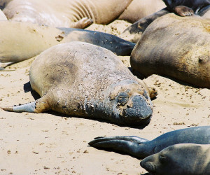 It's not pretty. An elephant seal molts at Ano Nuevo State Park. Photo by Wikimedia user MonicaSP54.