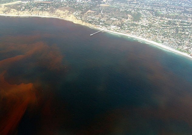 Red-tide further down the coast from us, in La Jolla, CA. Credit: eutrophication&hypoxia, Flickr.