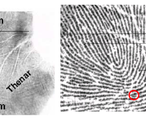 Photos courtesy of the FBI website: http://www.fbi.gov/about-us/cjis/fingerprints_biometrics/biometric-center-of-excellence/files/palm-print-recognition.pdf