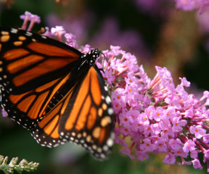 <a href=”http://www.sxc.hu/photo/724829”>Monarch Butterfly | SXC</a>.