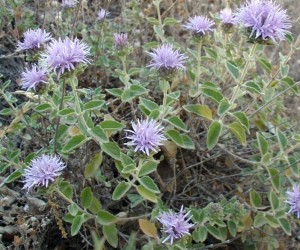 Coyote mint
Monardella villosa subspecies villosa
Henry W. Coe State Park, Santa Clara County
© 2009 Barry Breckling