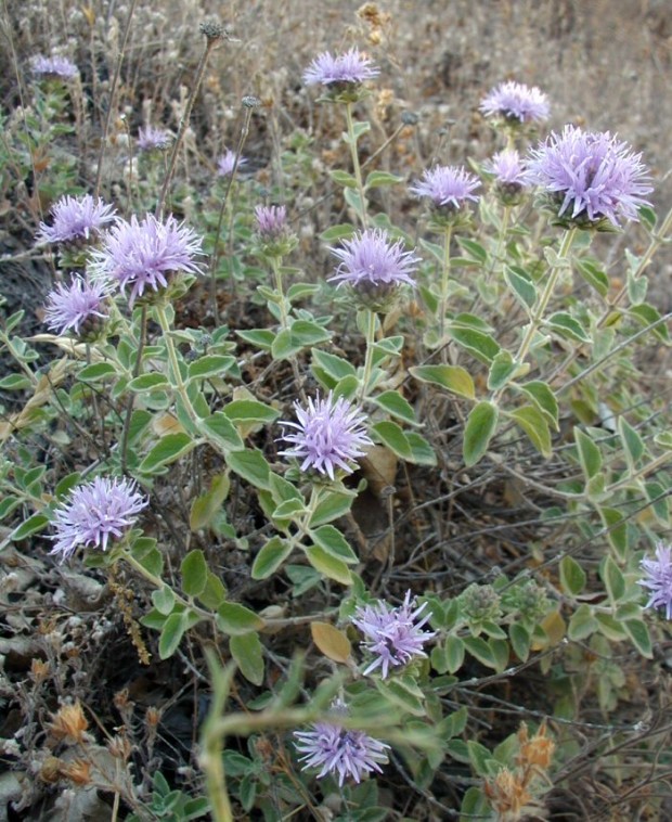 Coyote mint Monardella villosa subspecies villosa Henry W. Coe State Park, Santa Clara County © 2009 Barry Breckling